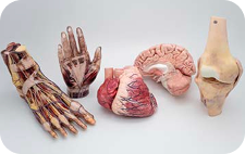 Anatomage Replica